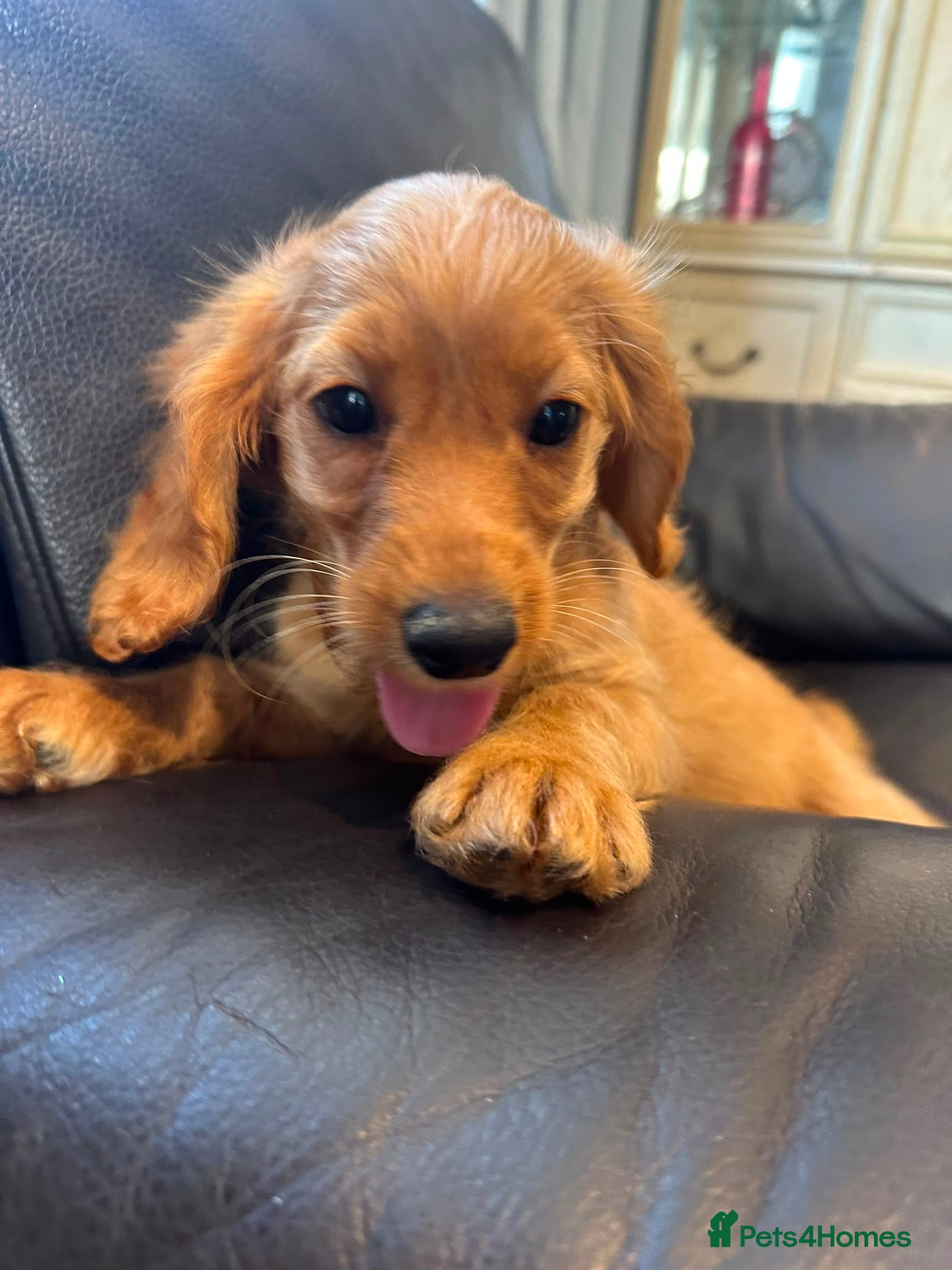 Cockapoo dogs for sale: 3 playful  F1  cockapoo boys ready to leave - Advert 3