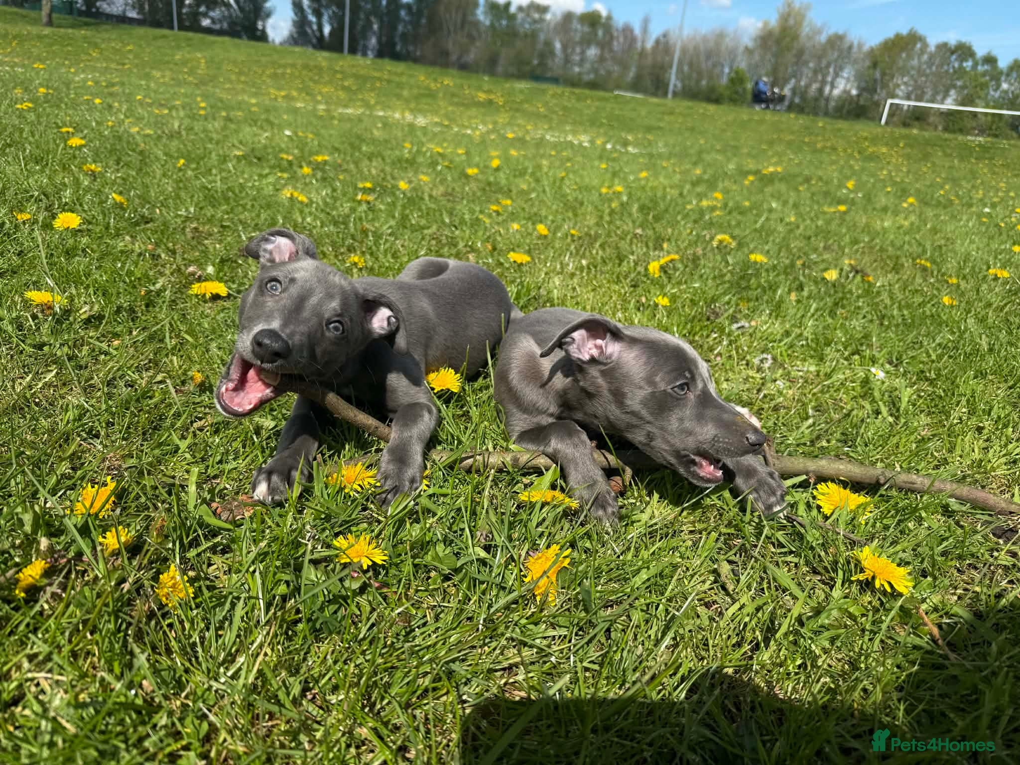 Whippet dogs Small type whippets only 2 blue girls - Advert 1