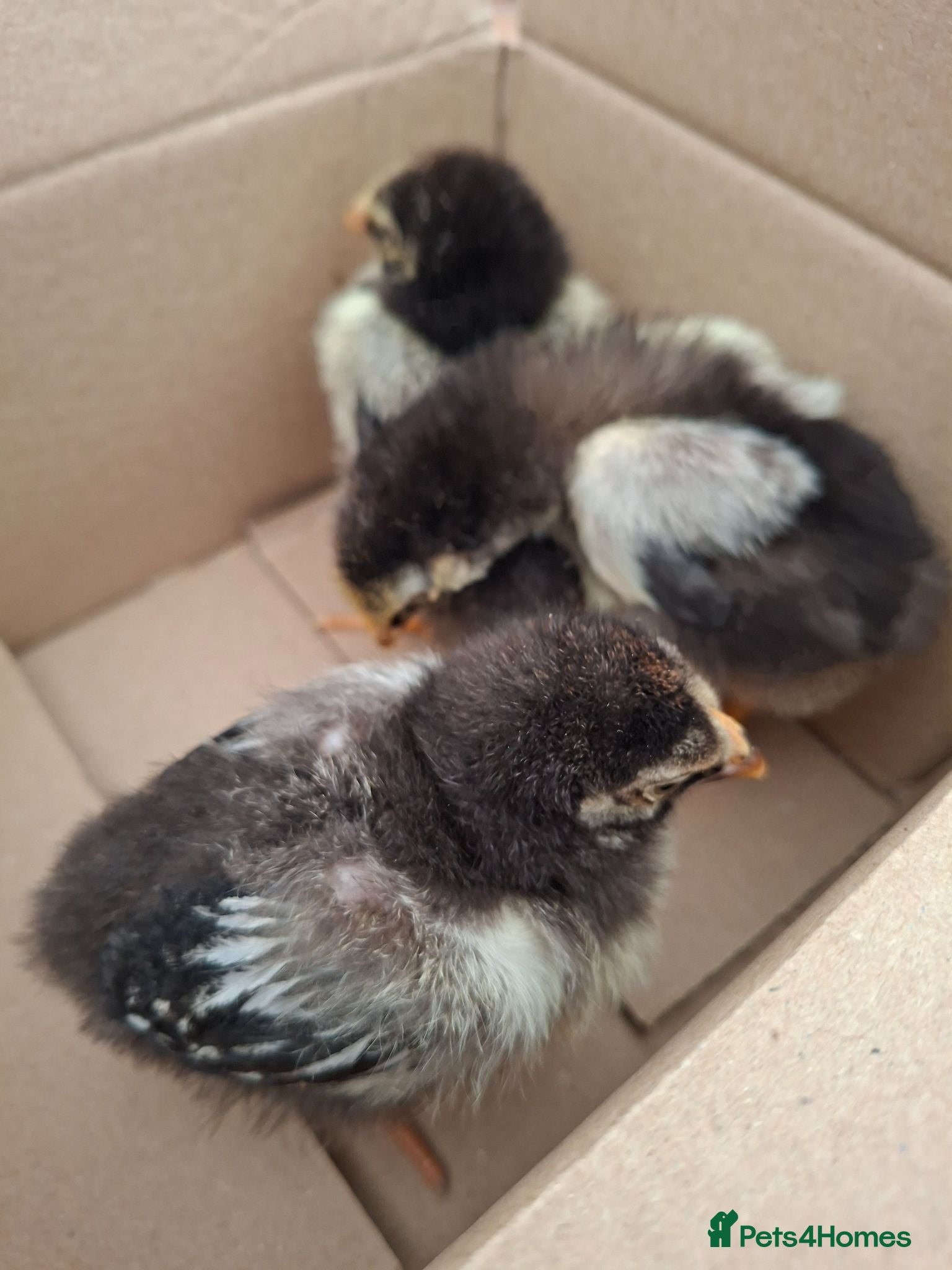 Chickens poultry Female chicks - Advert 7