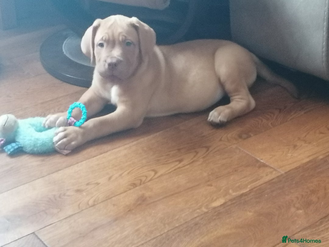 Dogue De Bordeaux dogs for sale: Gorgeous DOUGUE Babies - Image 28