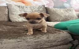 Chihuahua dogs for sale: Chihuahua for sale  - Image 4
