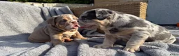 English Bulldog dogs for sale: KC registered Quality English bulldog pups - Advert 5