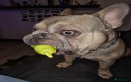 French Bulldog dogs for sale: French bulldog - Image 5
