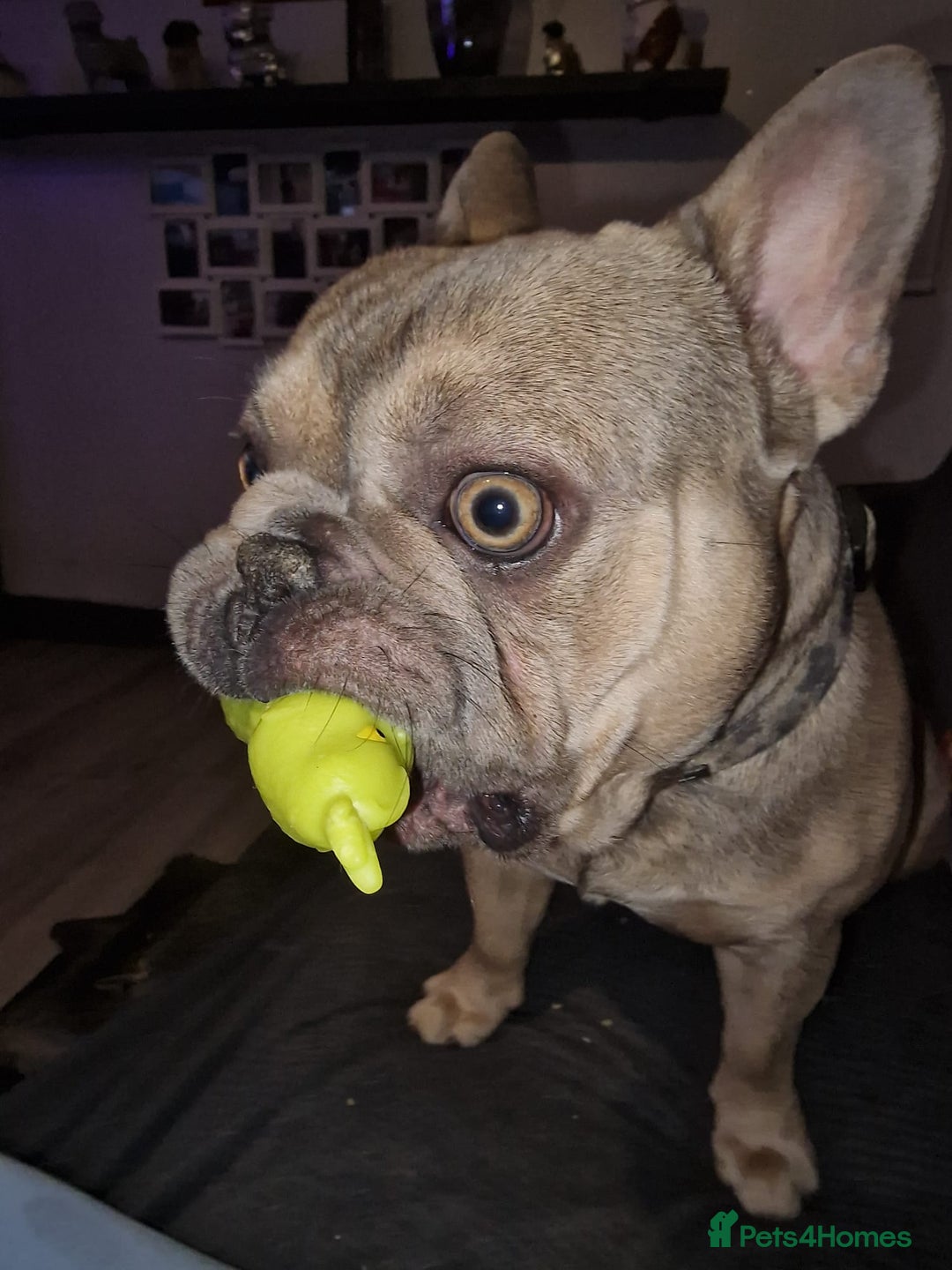 French Bulldog dogs for sale: French bulldog - Image 5