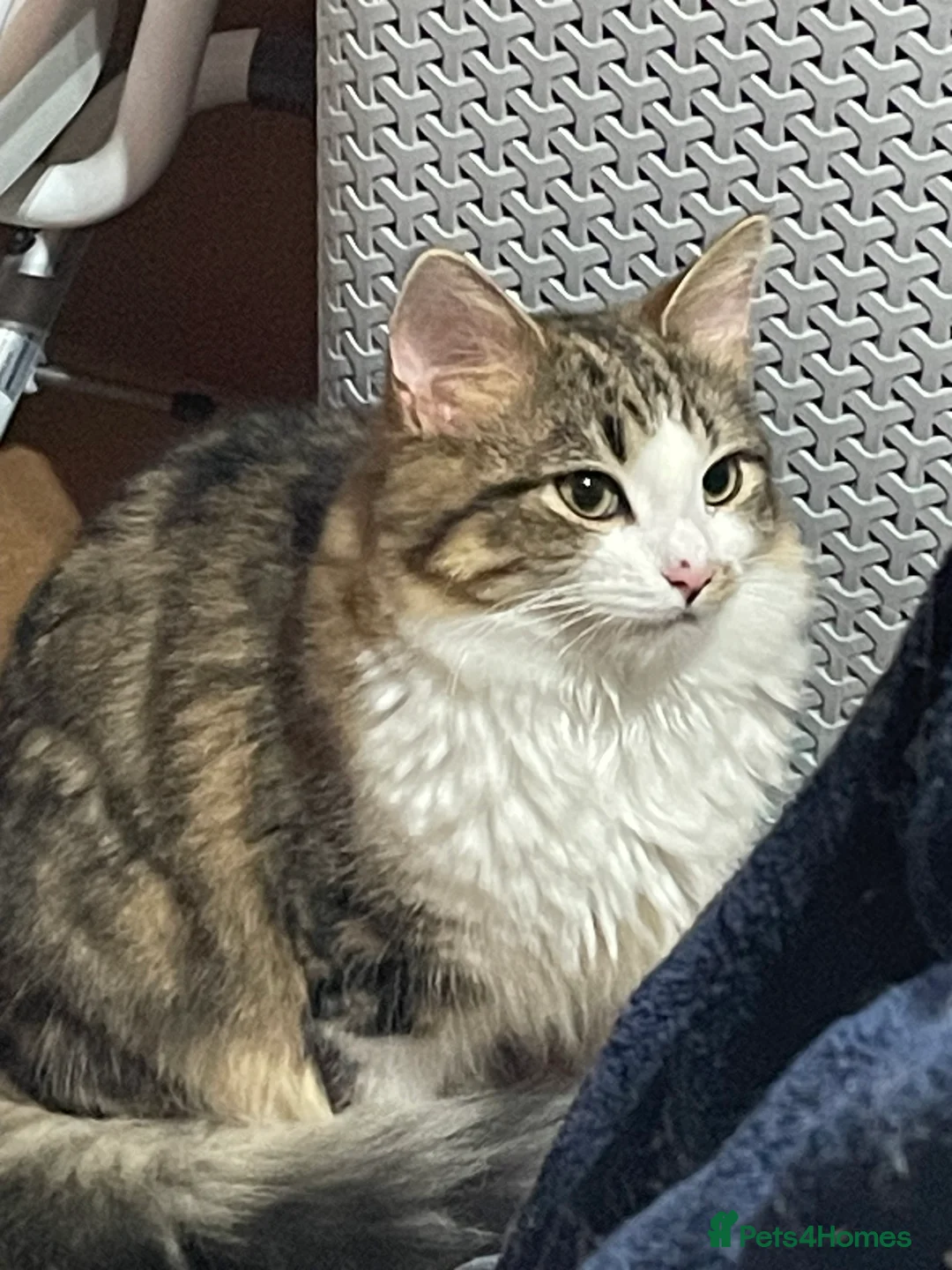 Siberian cats for sale: Michek Gorgeous Boy - Advert 2