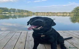 Labrador Retriever dogs for sale: 7yo Male Labrador KC Registered - Image 4