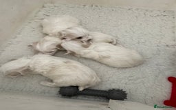 Maltese dogs for sale: 5 Generation KC registered Maltese - Image 6