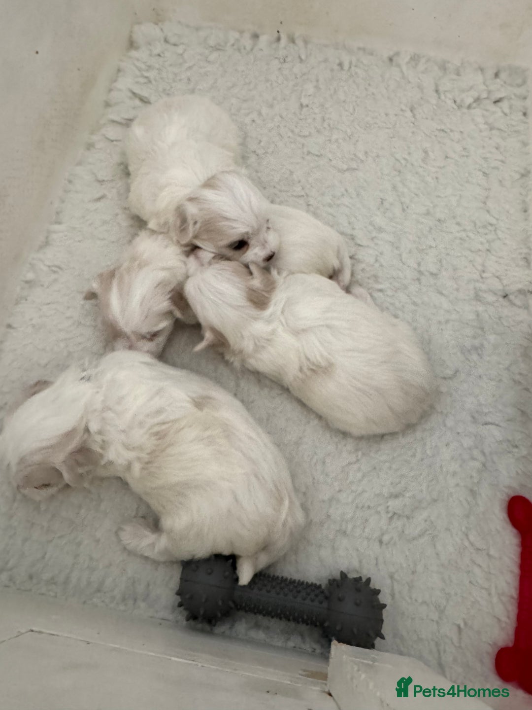 Maltese dogs for sale: 5 Generation KC registered Maltese - Image 6