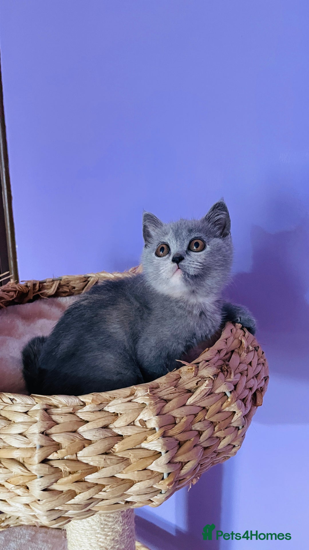 Scottish Fold cats for sale: Beautiful litter of Scottish fold  😍 - Image 34