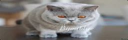 British Shorthair cats for stud: Blue Polish Import For Stud - Advert 4