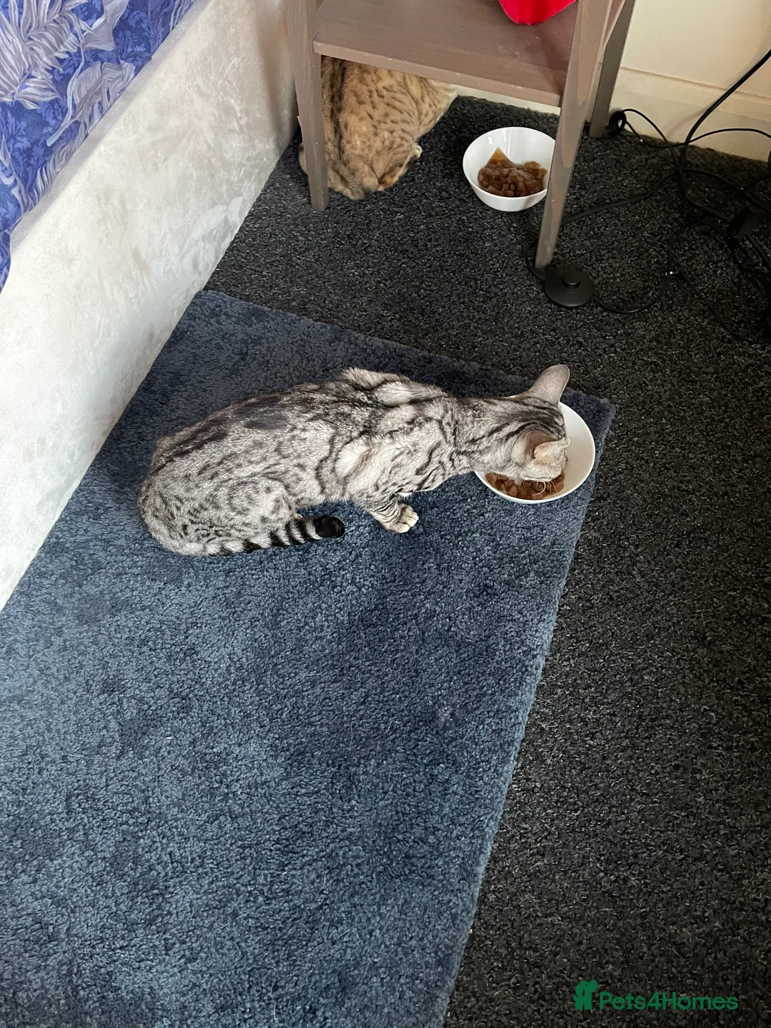 Bengal cats for sale: Mr Oreo - Advert 2