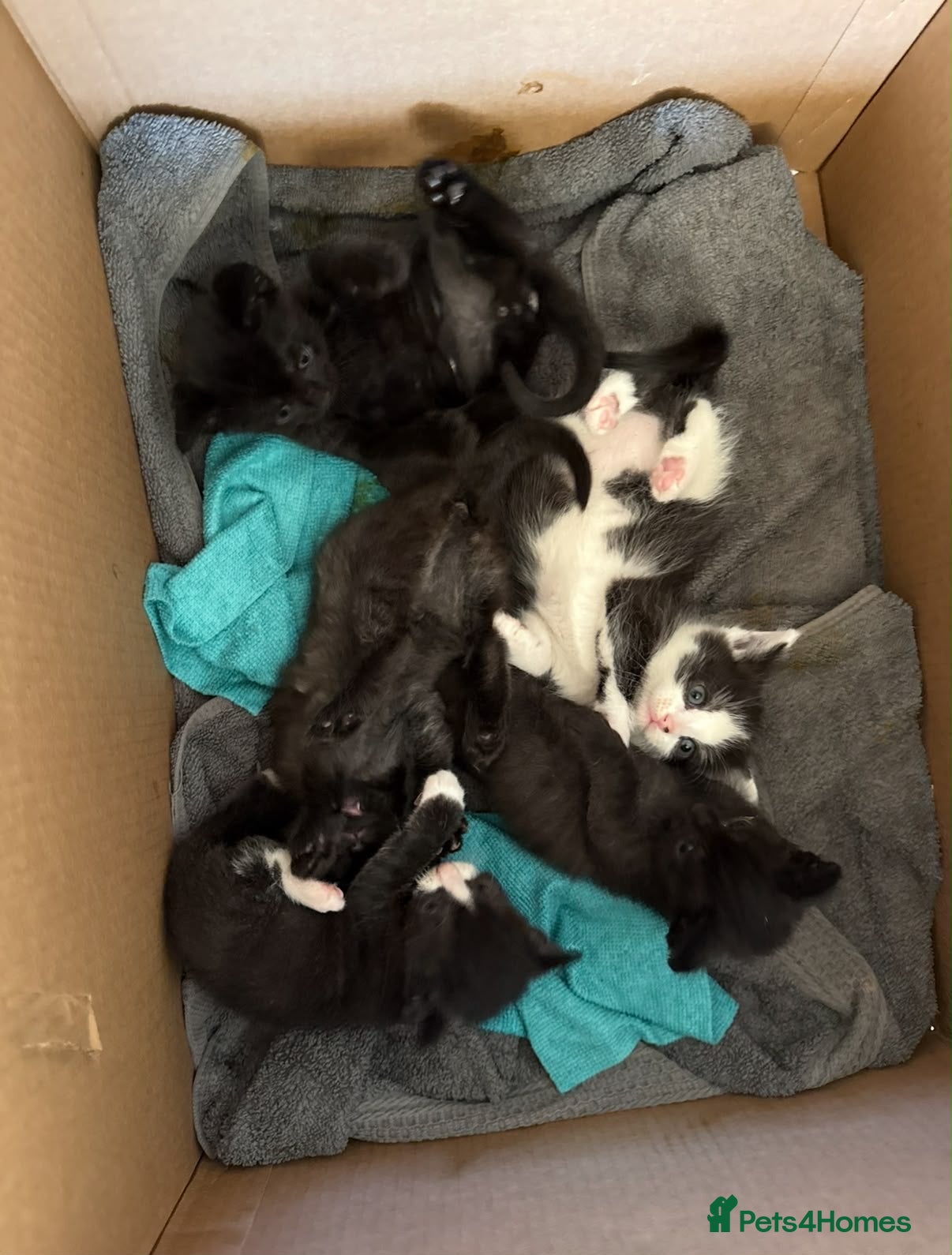Mixed Breed cats Cute Little Cats £20 - Advert 2