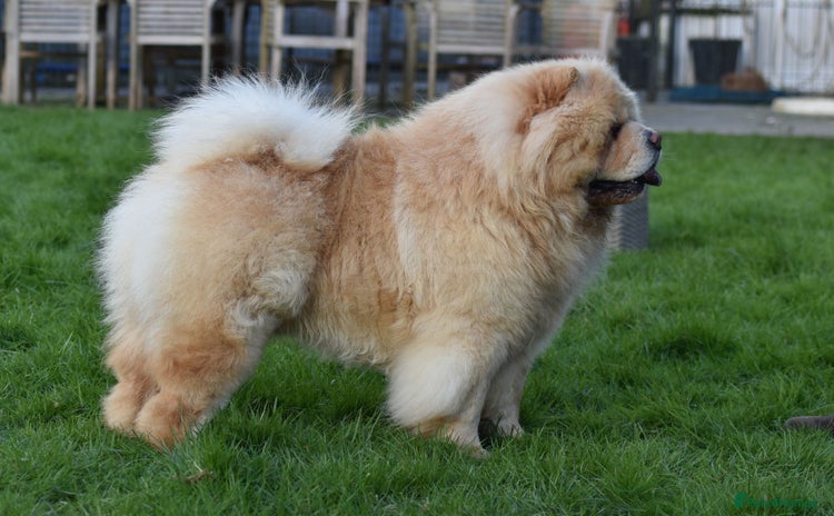 Chow Chow dogs - Advert 2