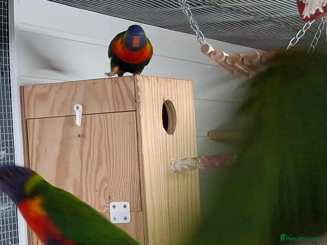 Lorikeets birds for sale: Rainbow Lorikeets for sale in Mansfield - Advert 7