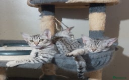Ocicat cats for sale: 3 Pretty, Pedigree, Black Silver Ocicat Girls - Image 1