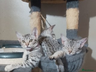 Ocicat cats - Advert 30