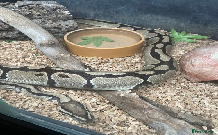 Python Snake reptiles - Advert 1