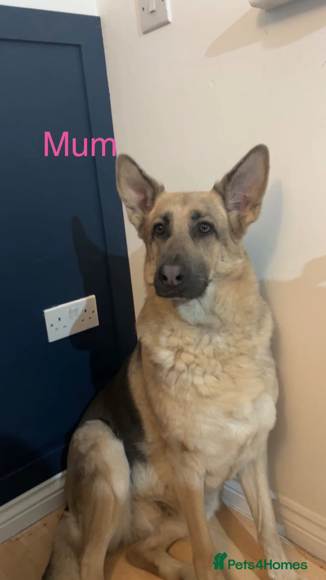 German Shepherd dogs for sale: RARE BLUE GERMAN SHEPHERD PUPPIES KC - Advert 2