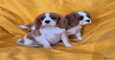Cavalier King Charles Spaniel dogs - Advert 3