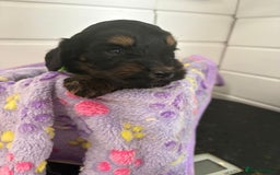 Cockapoo dogs for sale: 5 cockapoo puppy ready 13nov  - Image 27