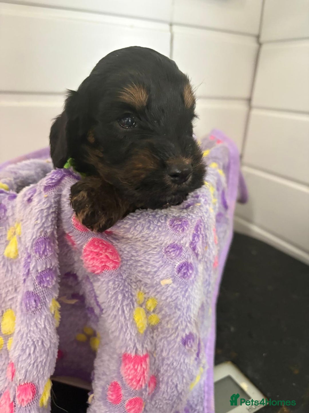 Cockapoo dogs for sale: 5 cockapoo puppy ready 13nov  - Image 27