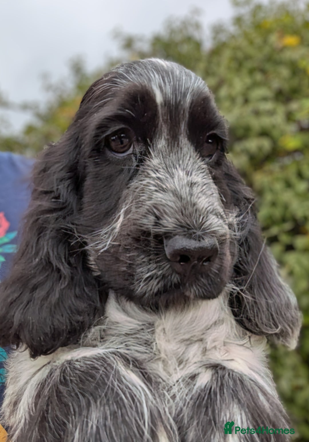 Cocker Spaniel dogs for sale: Beautiful Light Blue Show Pups Available! - Image 3