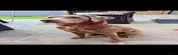 Labrador Retriever dogs for sale: KC registered Silver Labrador puppies for sale in Huddersfield - Advert 17