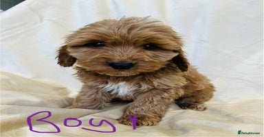 Cockapoo dogs - Advert 5