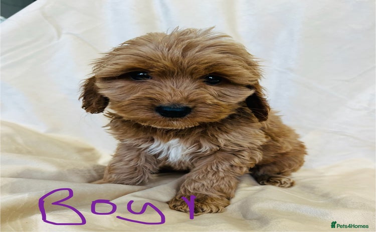 Cockapoo dogs - Advert 5