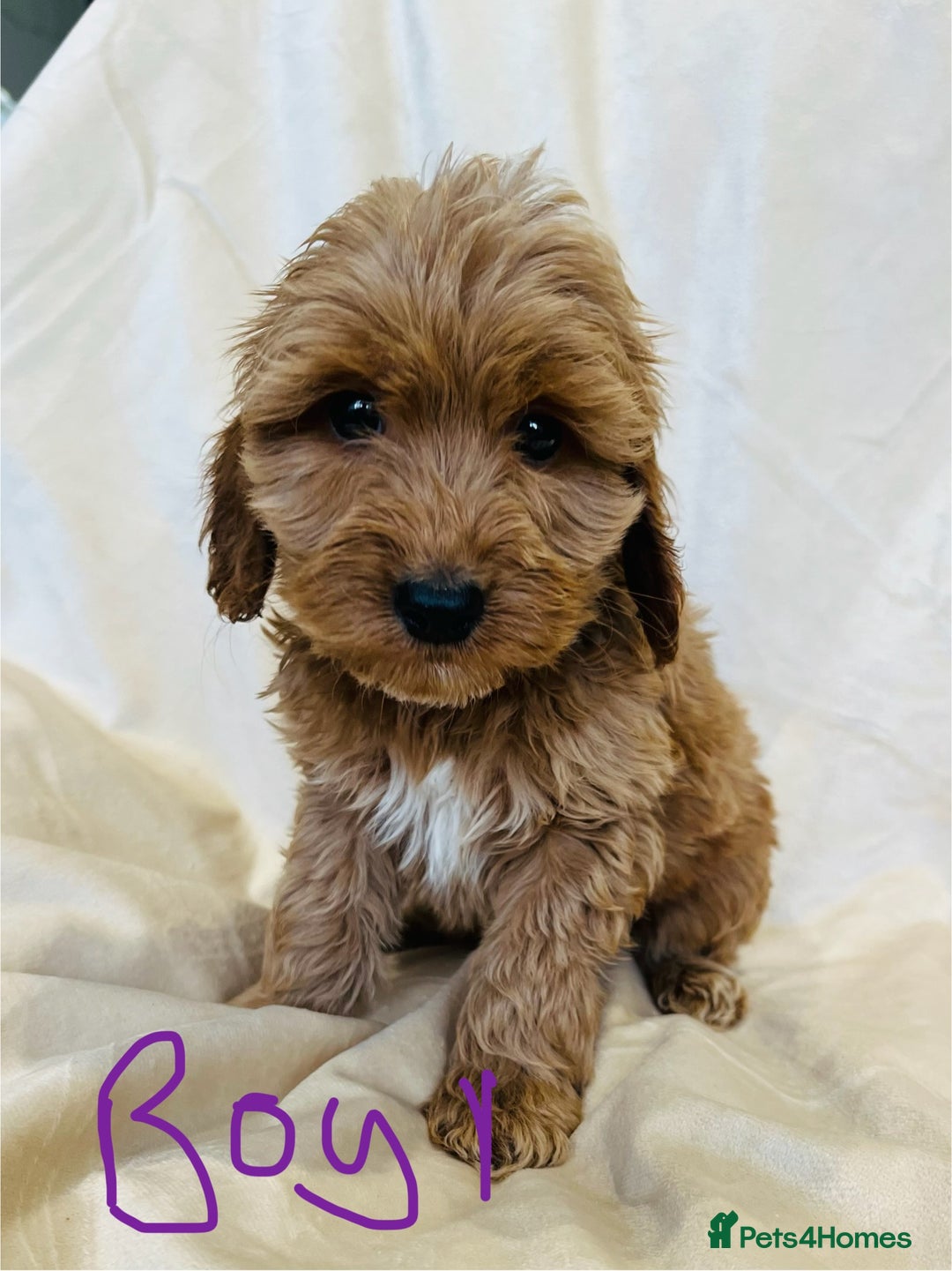 Cockapoo dogs for sale: F1 Show cockapoos(ready now ) - Image 3