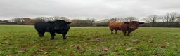 Cows & Bulls livestock for sale: 2 pedigree Dexter Heifers  - Advert 6