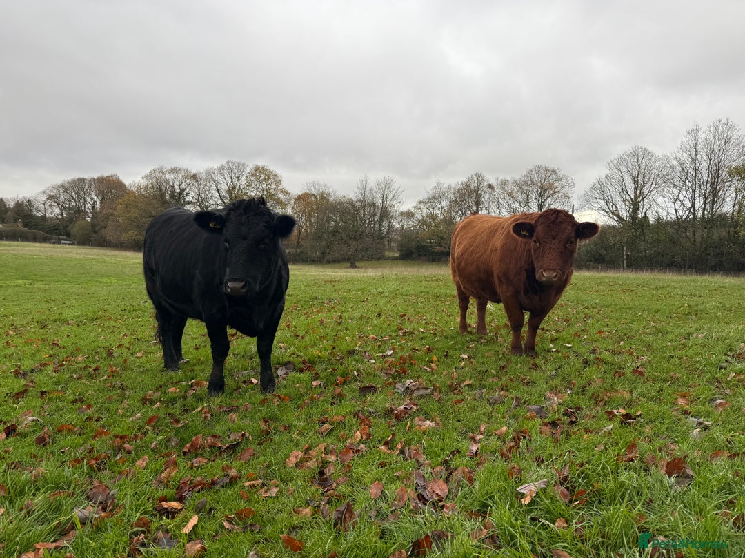 Cows & Bulls livestock for sale: 2 pedigree Dexter Heifers  - Advert 6