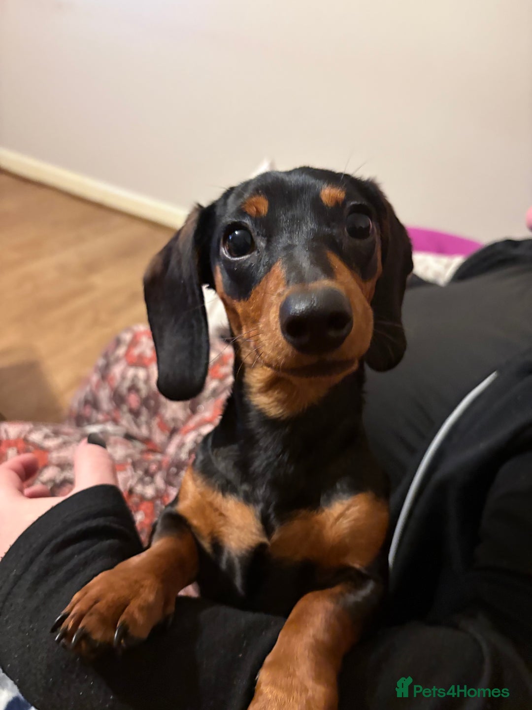 Miniature Dachshund dogs for sale: miniature dachshund  - Advert 1