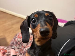 Miniature Dachshund dogs miniature dachshund - Advert 1