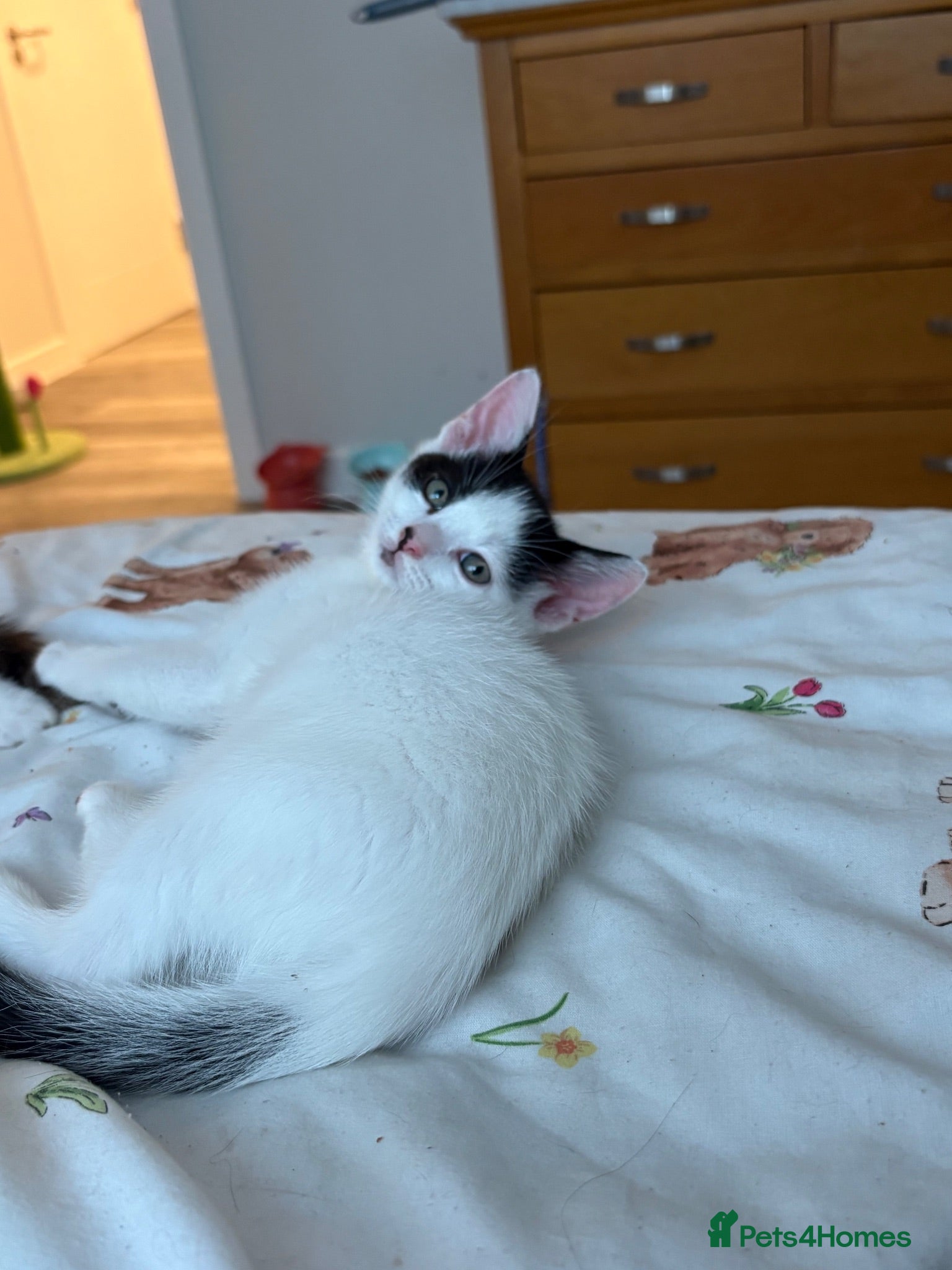 Domestic Shorthair cats Beautiful white male kitten - ready now - Advert 3