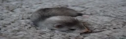 Ferret rodents for sale: Beautiful Kits  in Peterlee - Advert 11