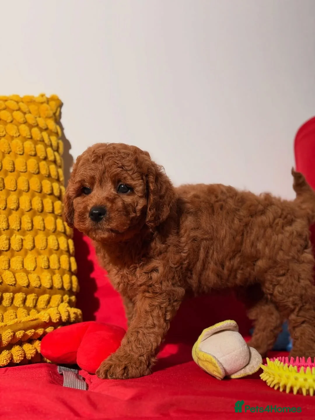 Goldendoodle dogs for sale: Adorable Goldendoodle Puppies for sale  in Woking - Advert 2