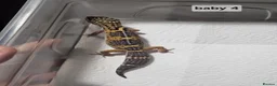 Leopard Gecko reptiles for sale: Black night leopard geckos  - Advert 15
