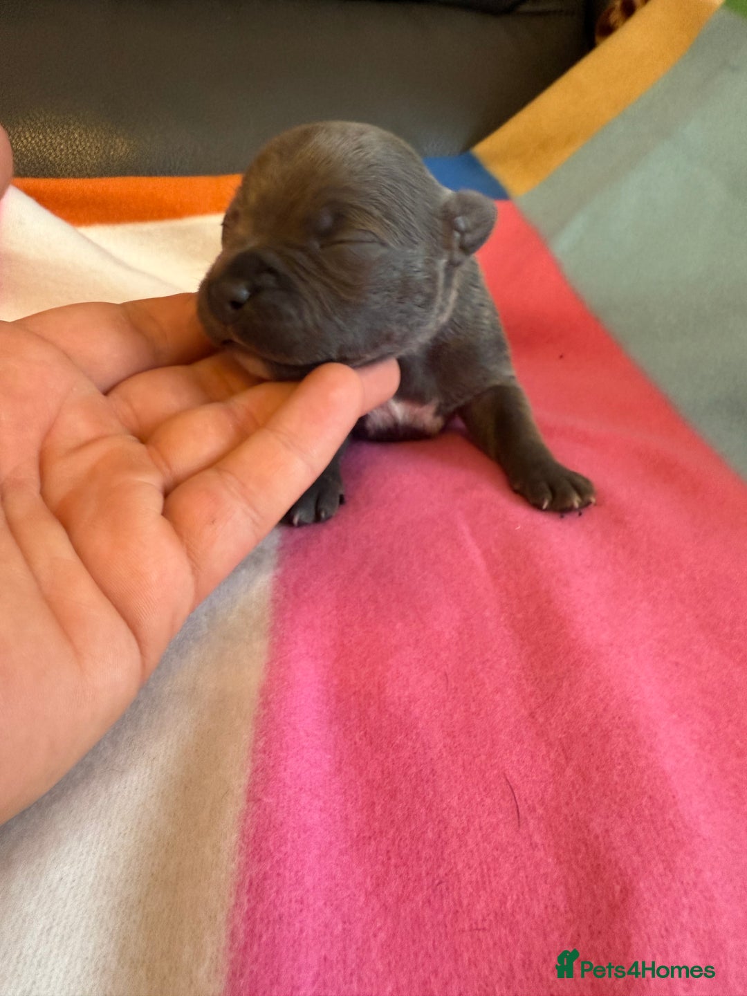 Staffordshire Bull Terrier dogs for sale: Blue Staffordshire Bull Terrier KC registered - Advert 10