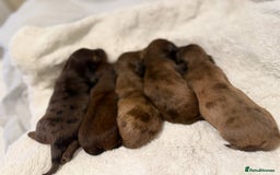 Miniature Dachshund dogs for sale: Mini long hair dapple dachshunds - Image 2