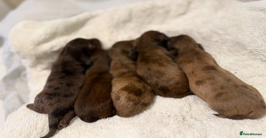 Miniature Dachshund dogs - Advert 9