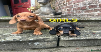 Miniature Dachshund dogs - Advert 5