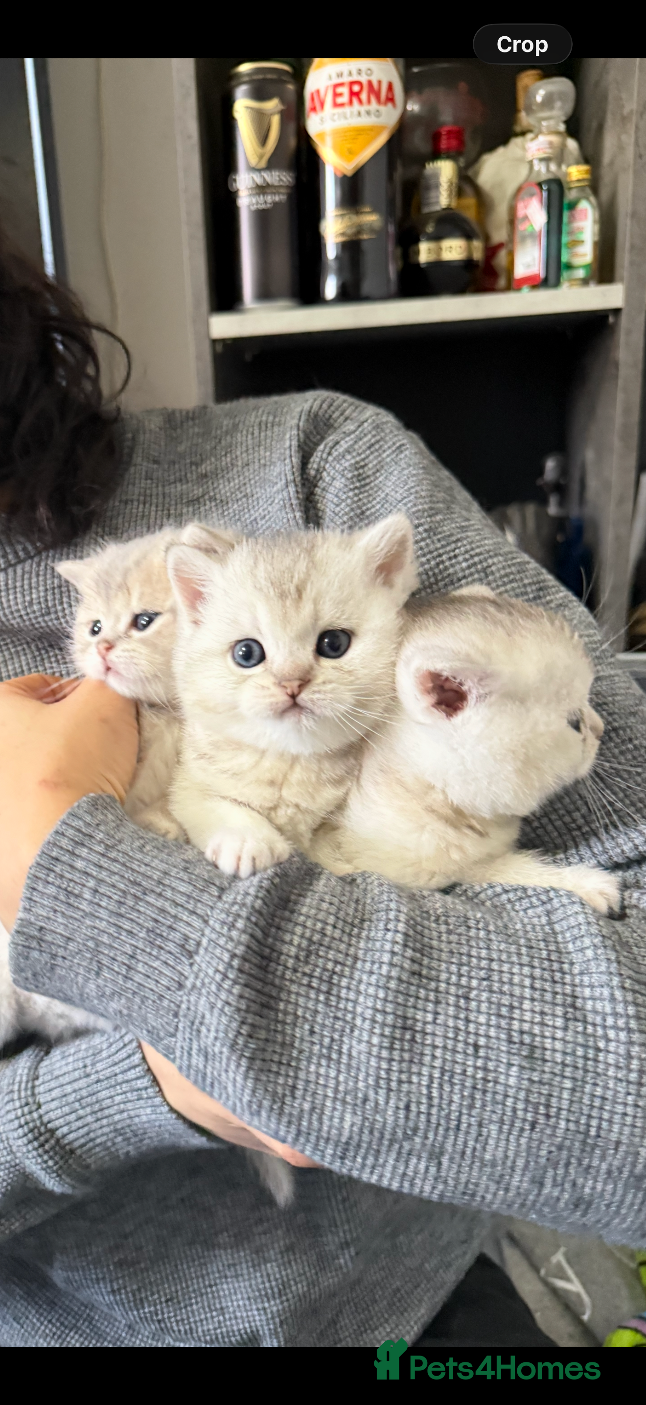 British Shorthair cats British shorthair silver tipped - Advert 1