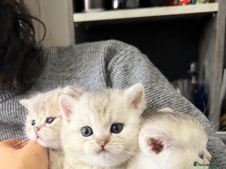 British Shorthair cats British shorthair silver tipped - Advert 1