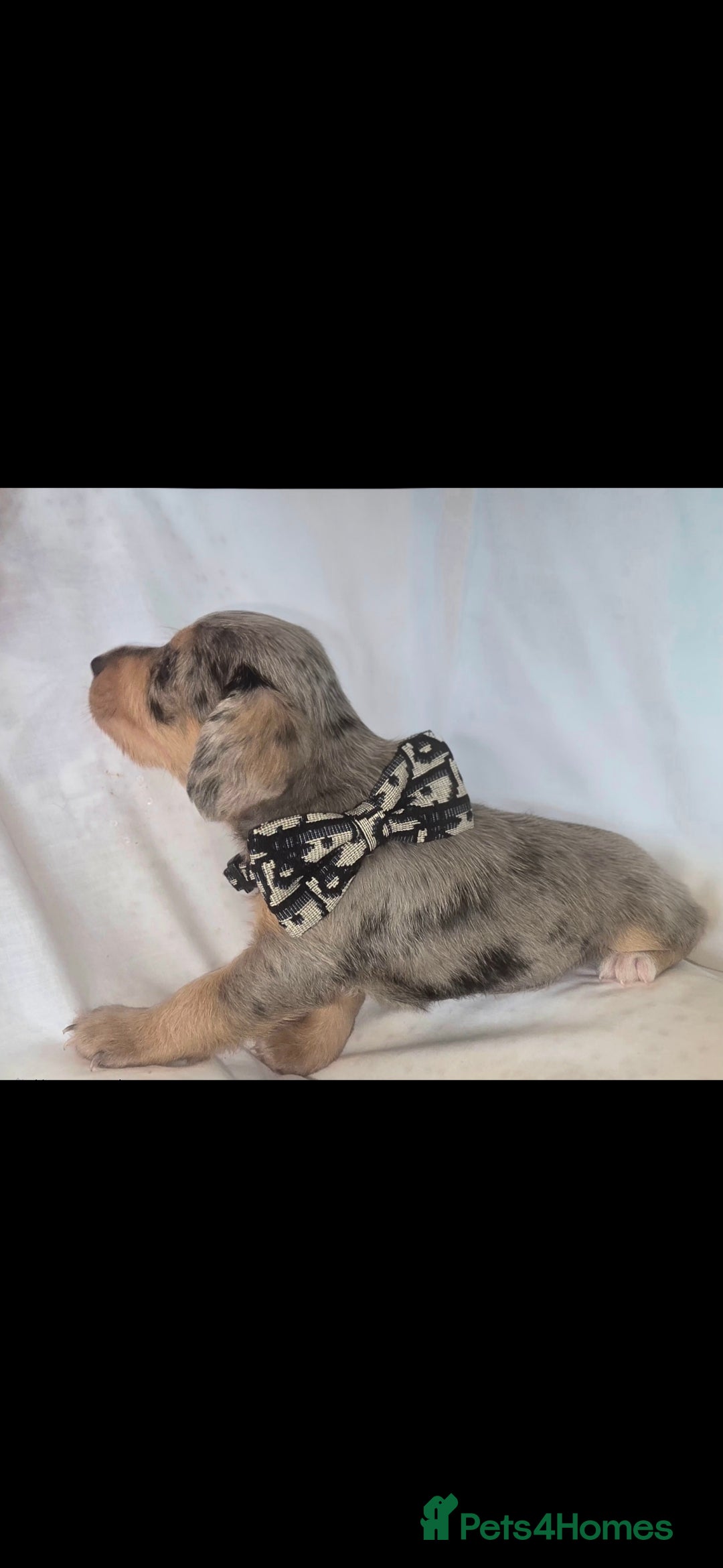 Mixed Breed dogs for sale:  miniature dachshund cross toy poodle doxiepoo   - Image 21