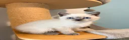 British Shorthair cats for sale: Beautiful Colour point kittens available now! - Advert 11