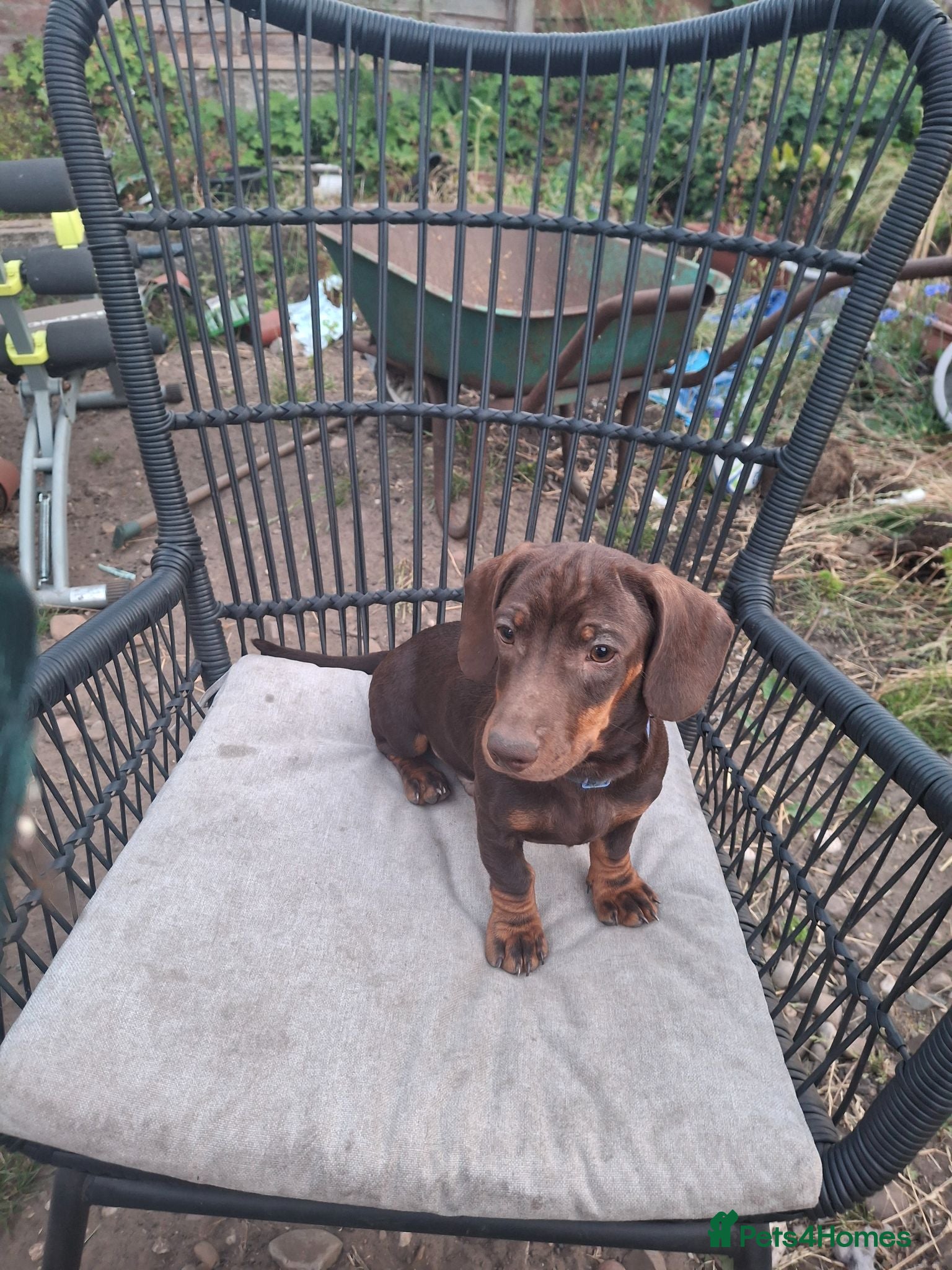 Dachshund dogs Dachshund  - Advert 22