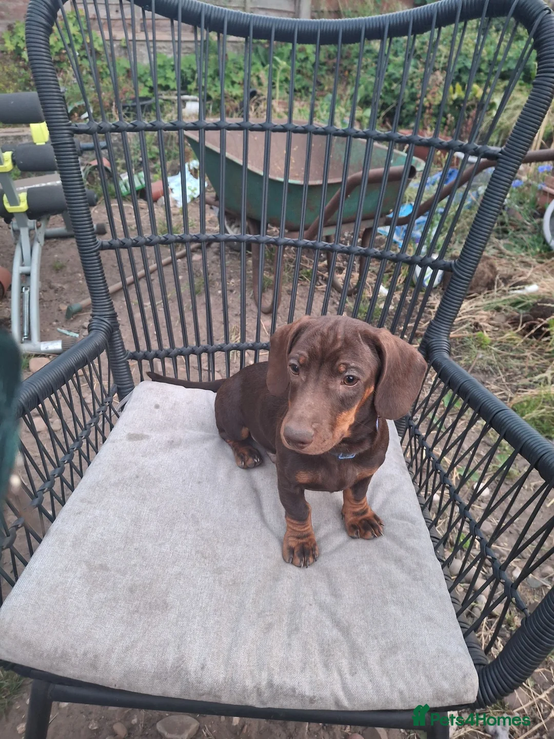 Dachshund dogs for sale: Dachshund  - Advert 1
