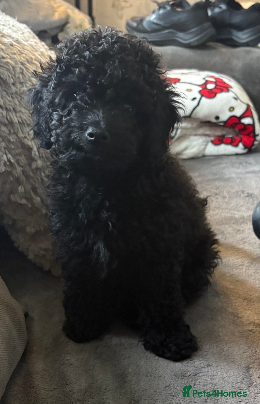 Miniature Poodle dogs for sale: Miniature poodle male - Image 5