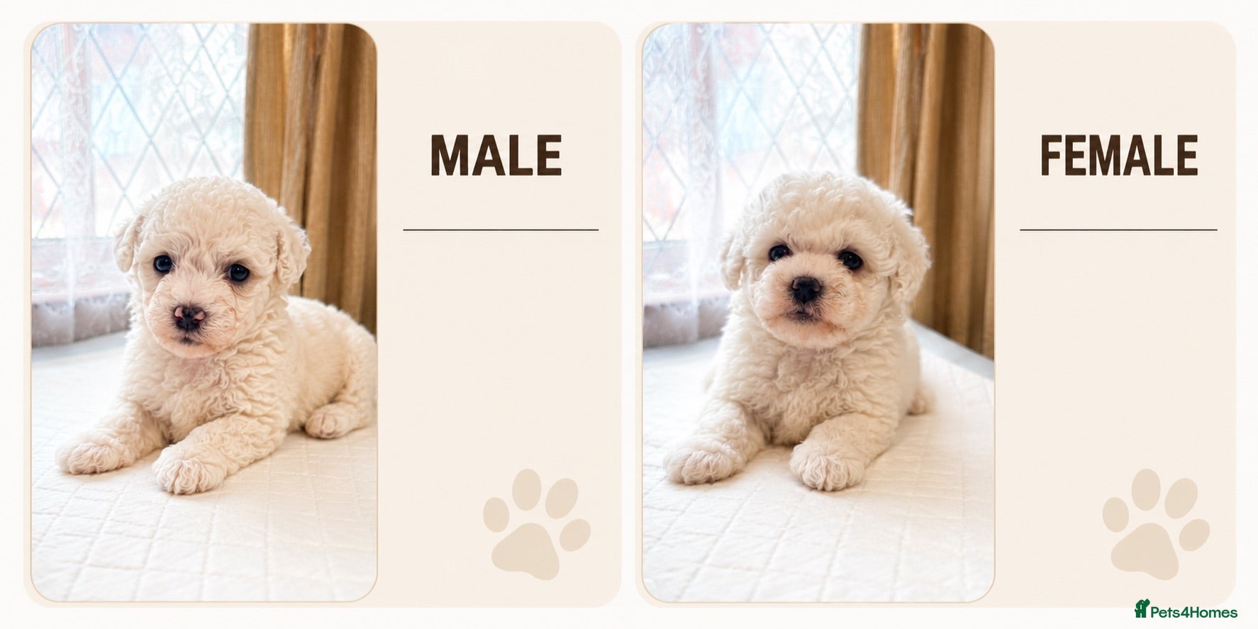 Bichon Frise dogs Bichon frise - Advert 8